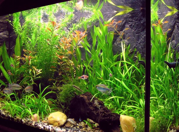 Acquario Fai da te in Plexiglass 
