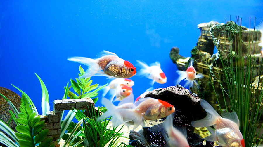 acquario fai da te